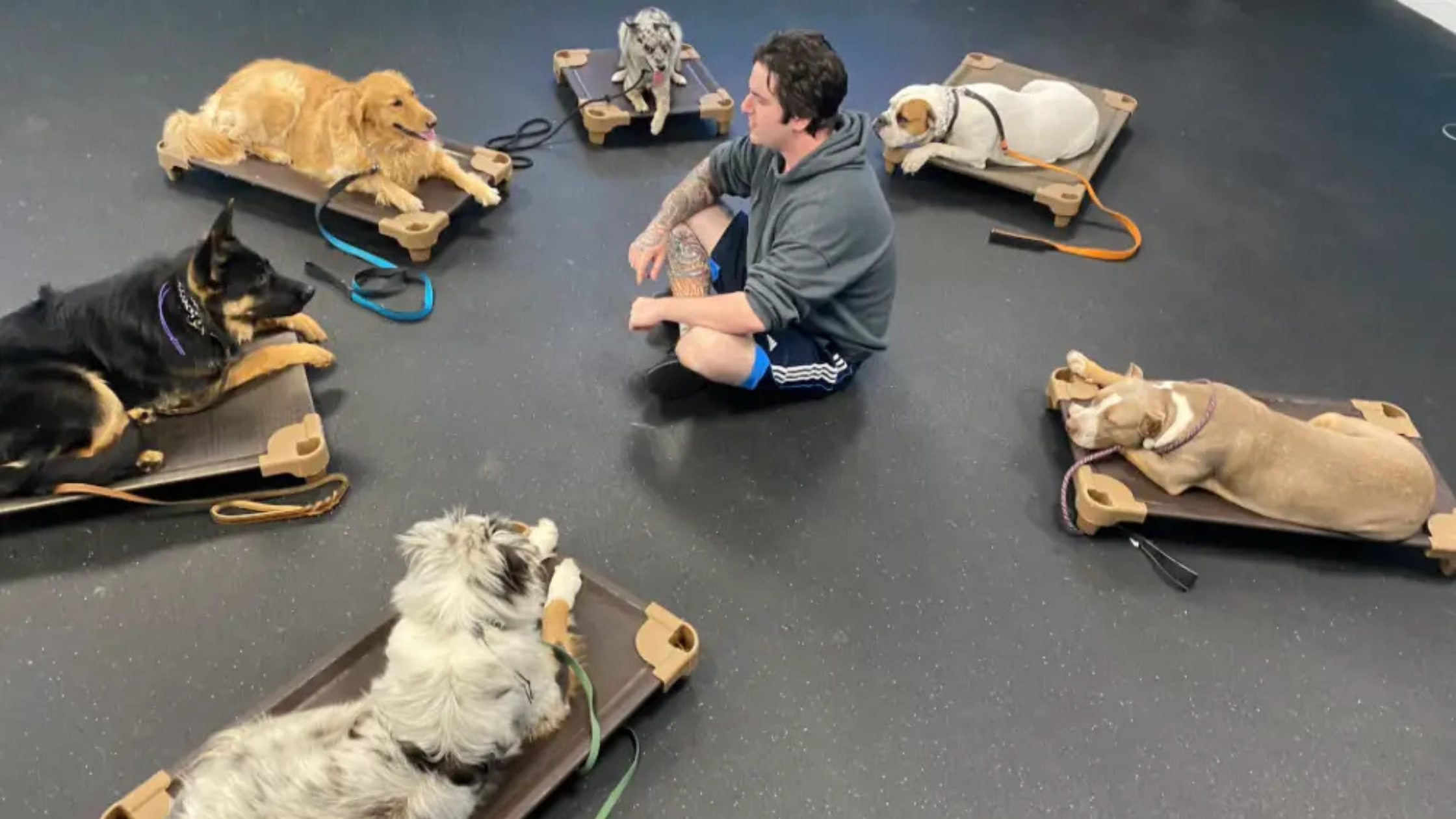 Dog Trainers for Aggressive Behavior 1 Dog Trainers for Aggressive Behavior
