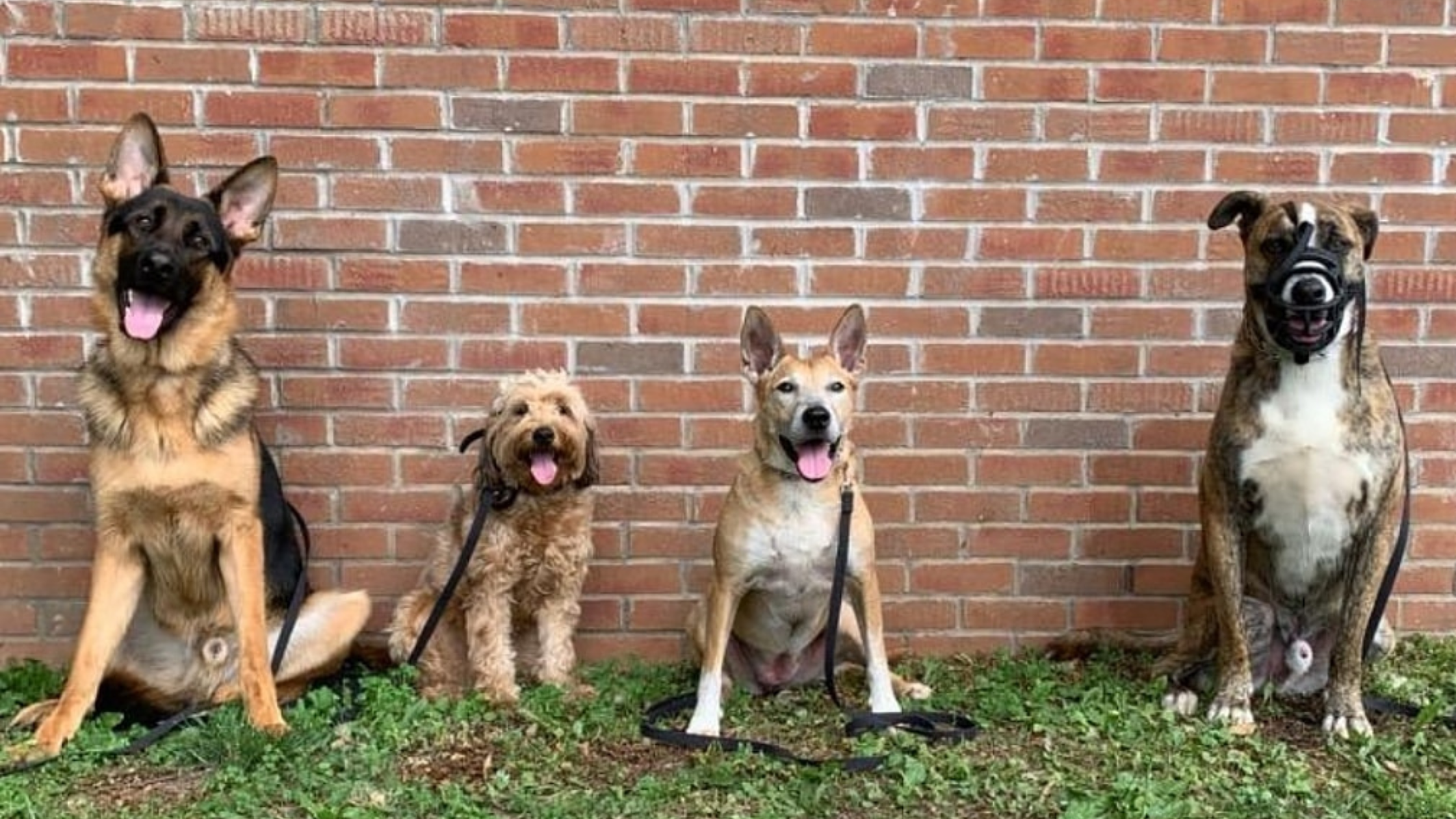 Dog Training Westchester County
