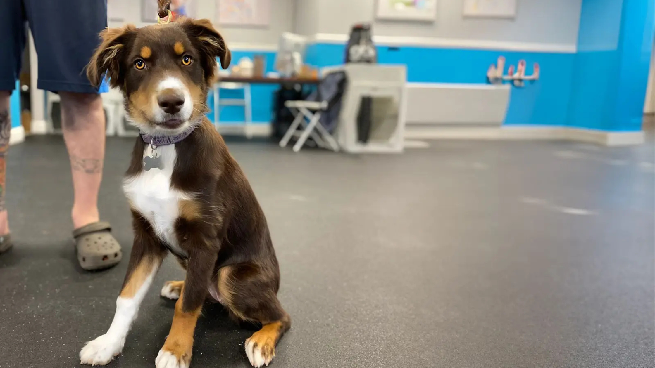 Dog Training Westchester County