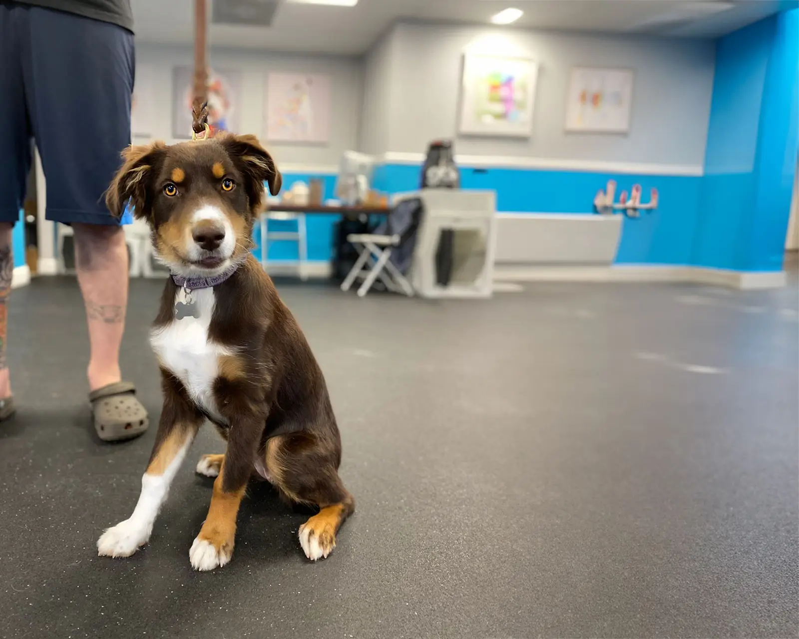 Dog Boarding Services Scarsdale